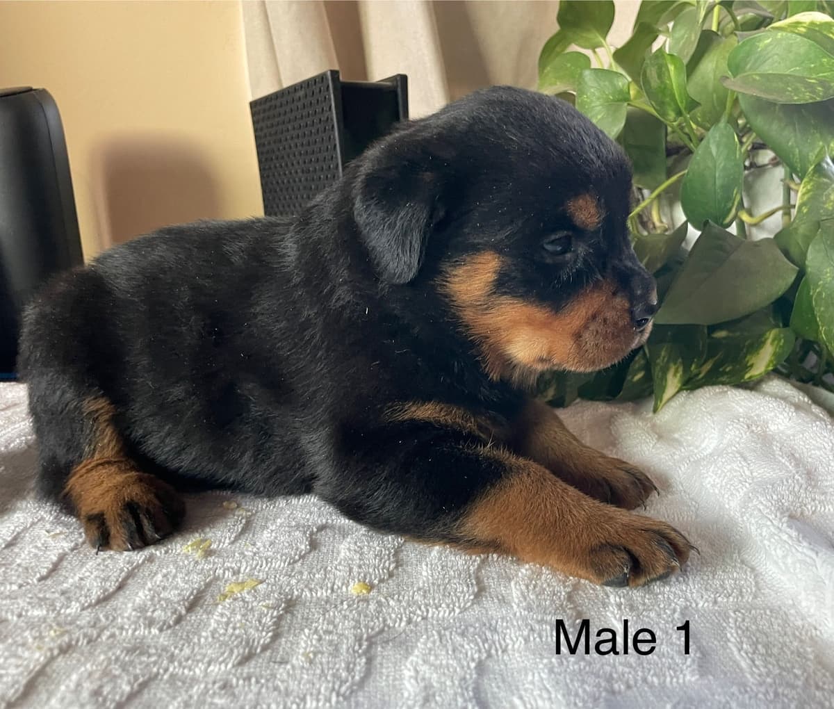 Rottweiler Puppies breeder image 6