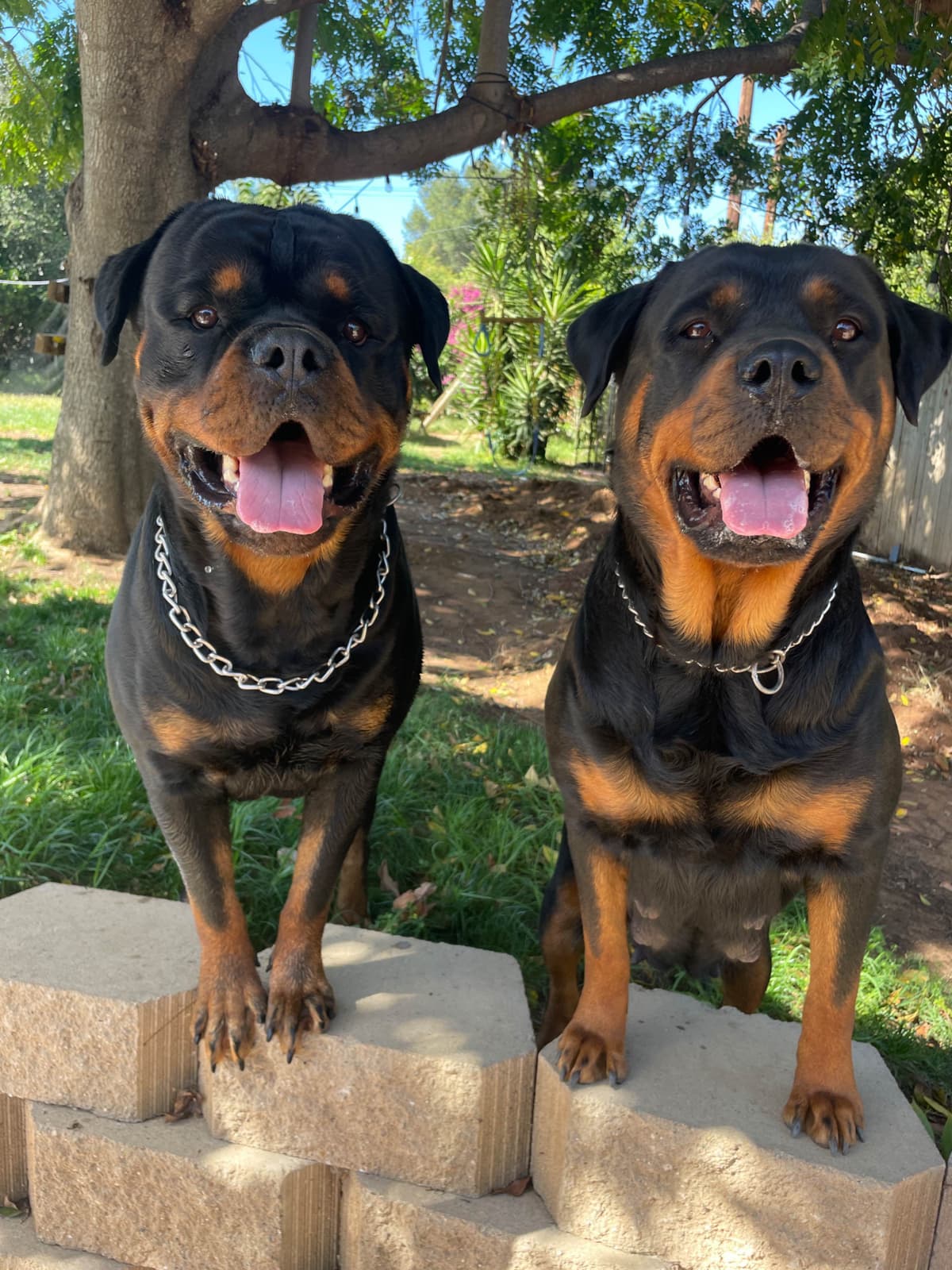 Rottweiler Puppies breeder image 8