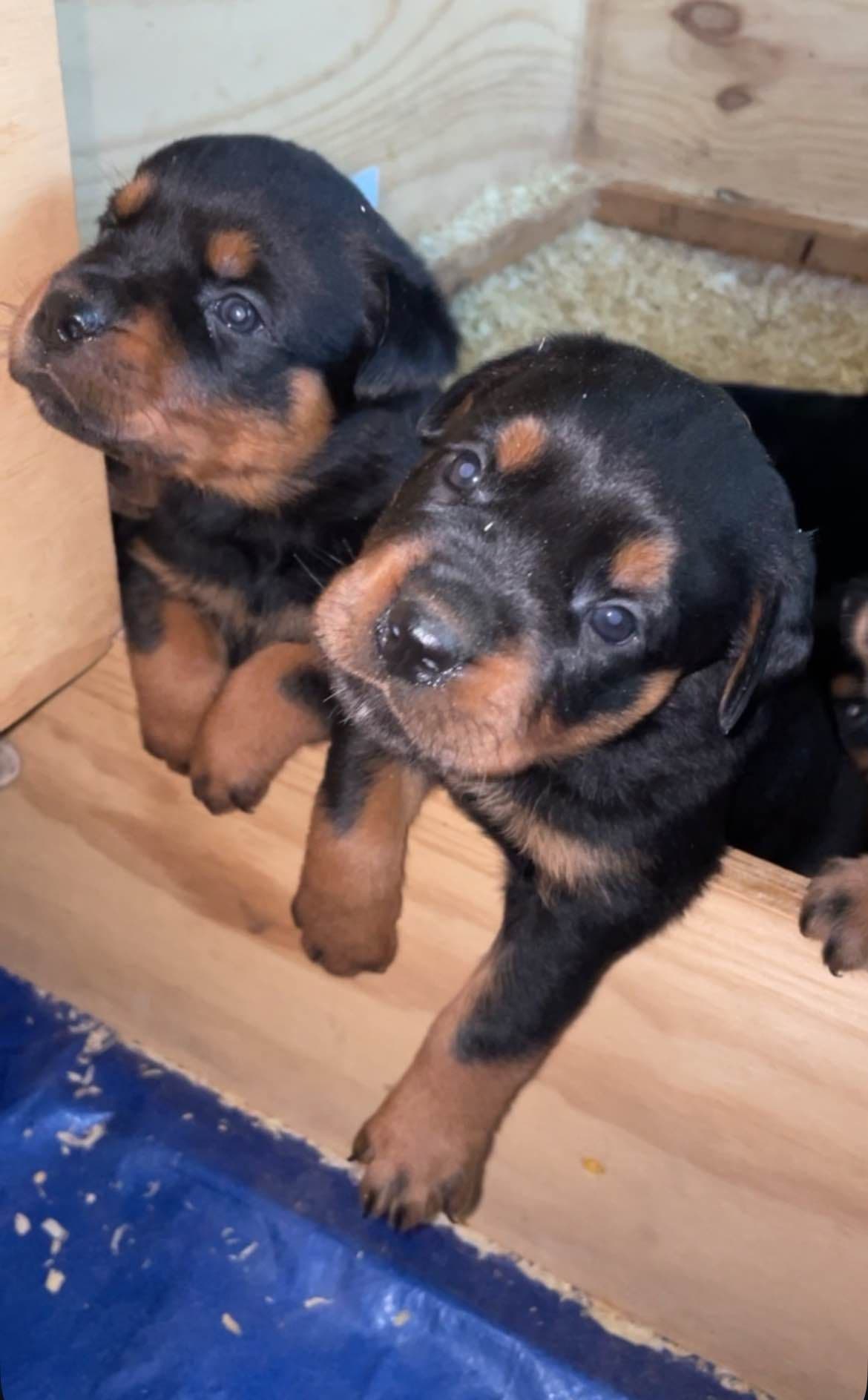 Rottweiler Puppies breeder image 9