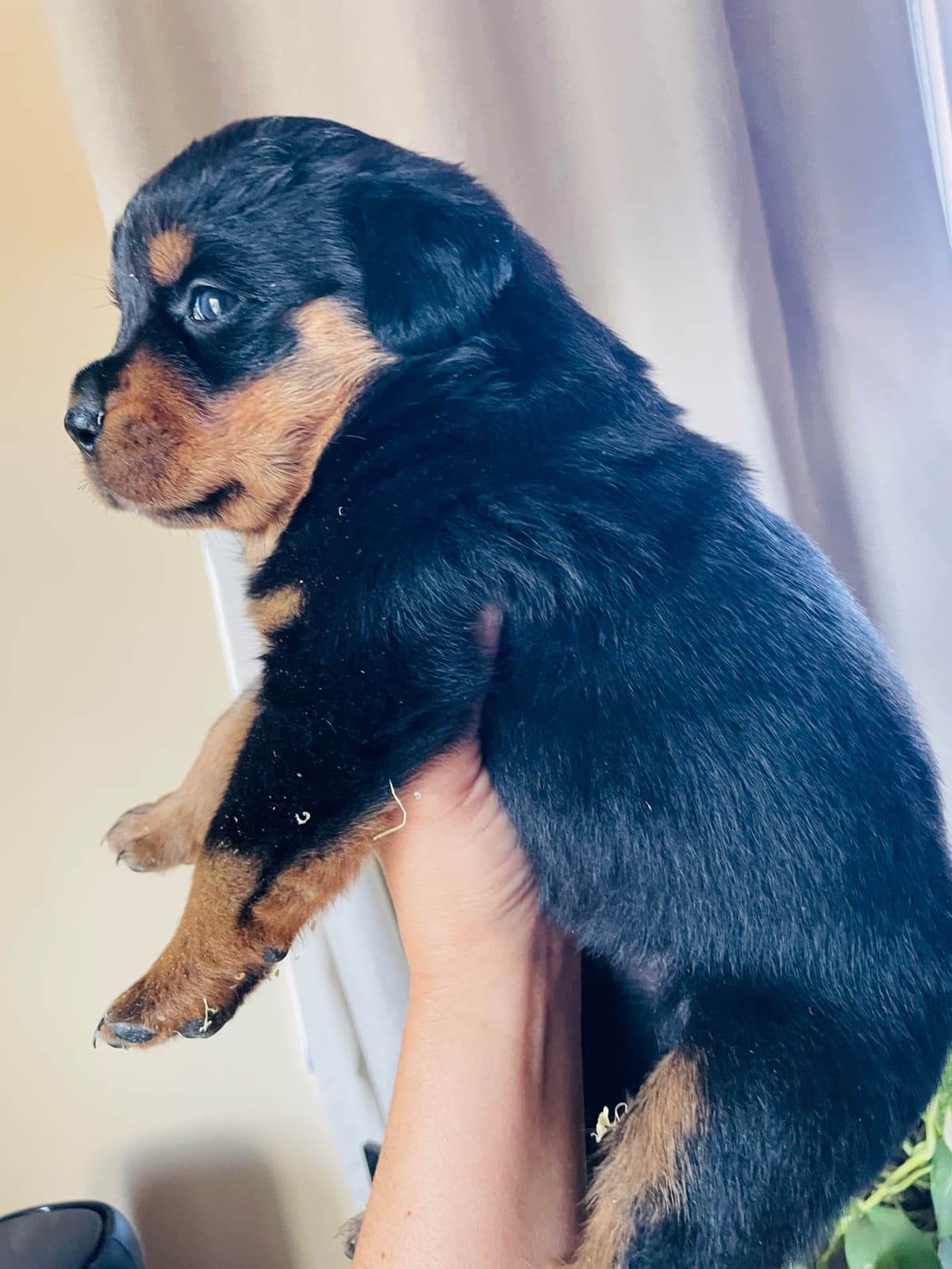 Rottweiler Puppies breeder image 11