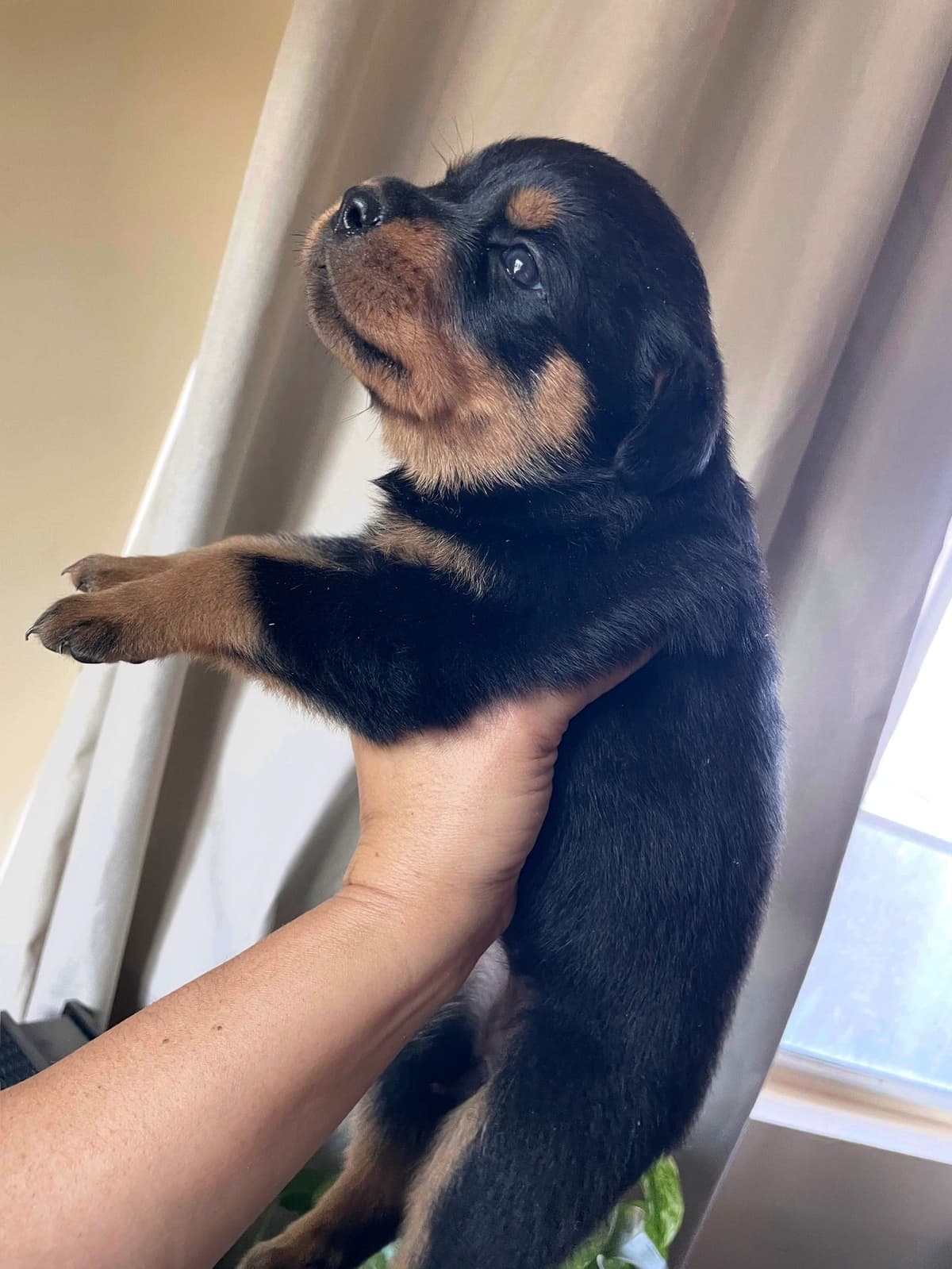 Rottweiler Puppies breeder image 10