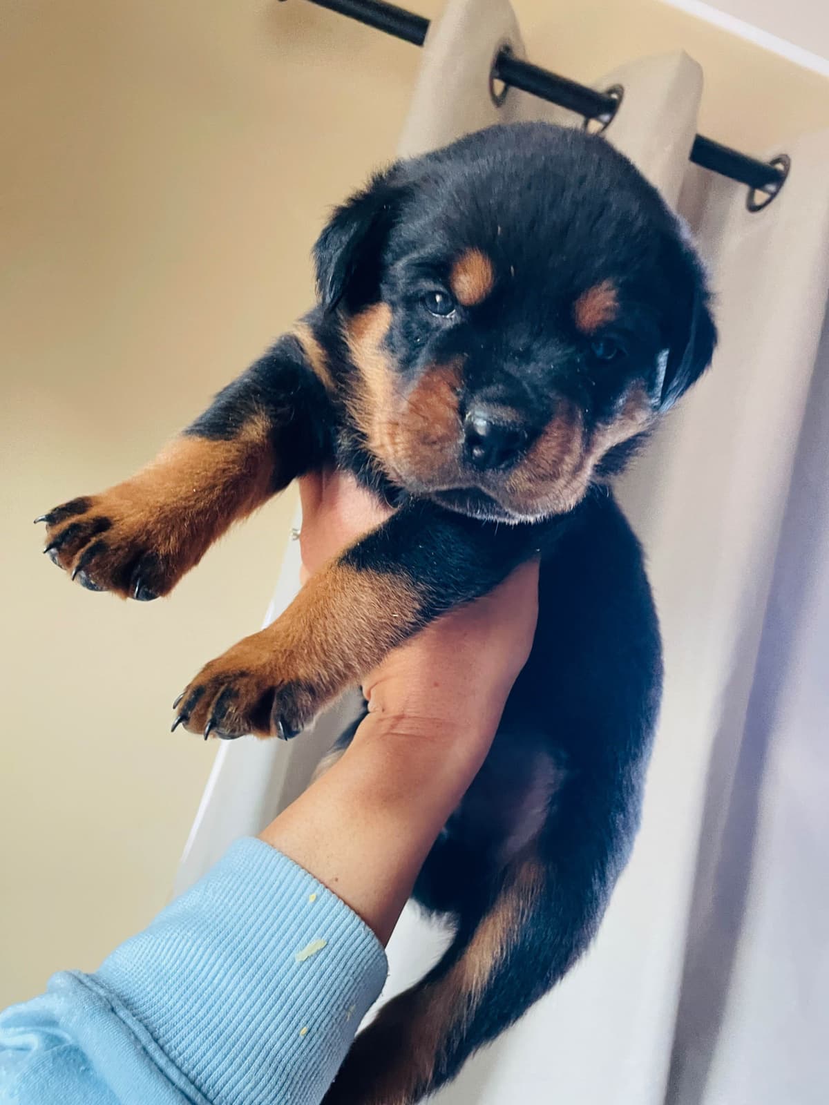 Rottweiler Puppies breeder image 12