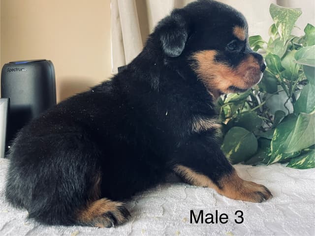 Rottweiler Puppies media 3