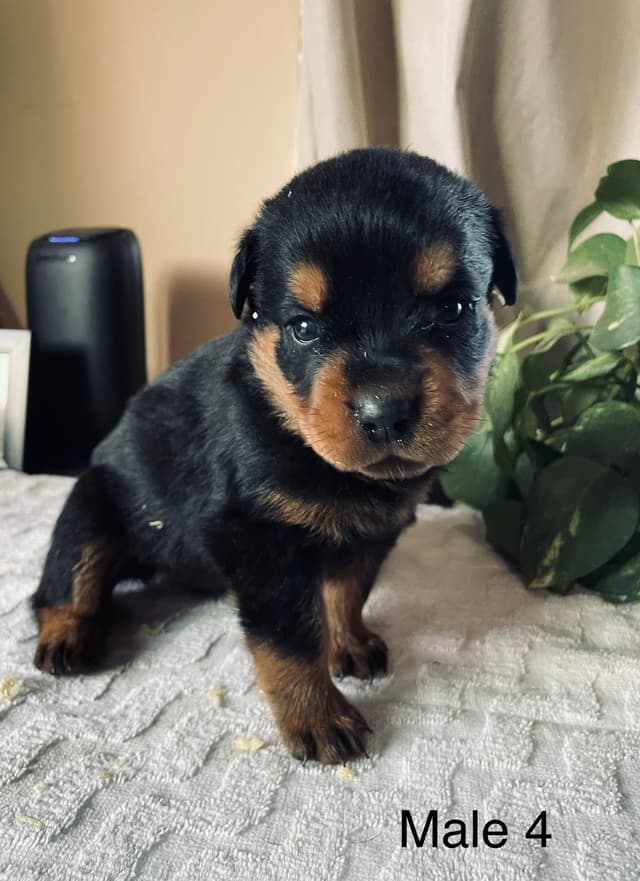 Rottweiler Puppies media 4