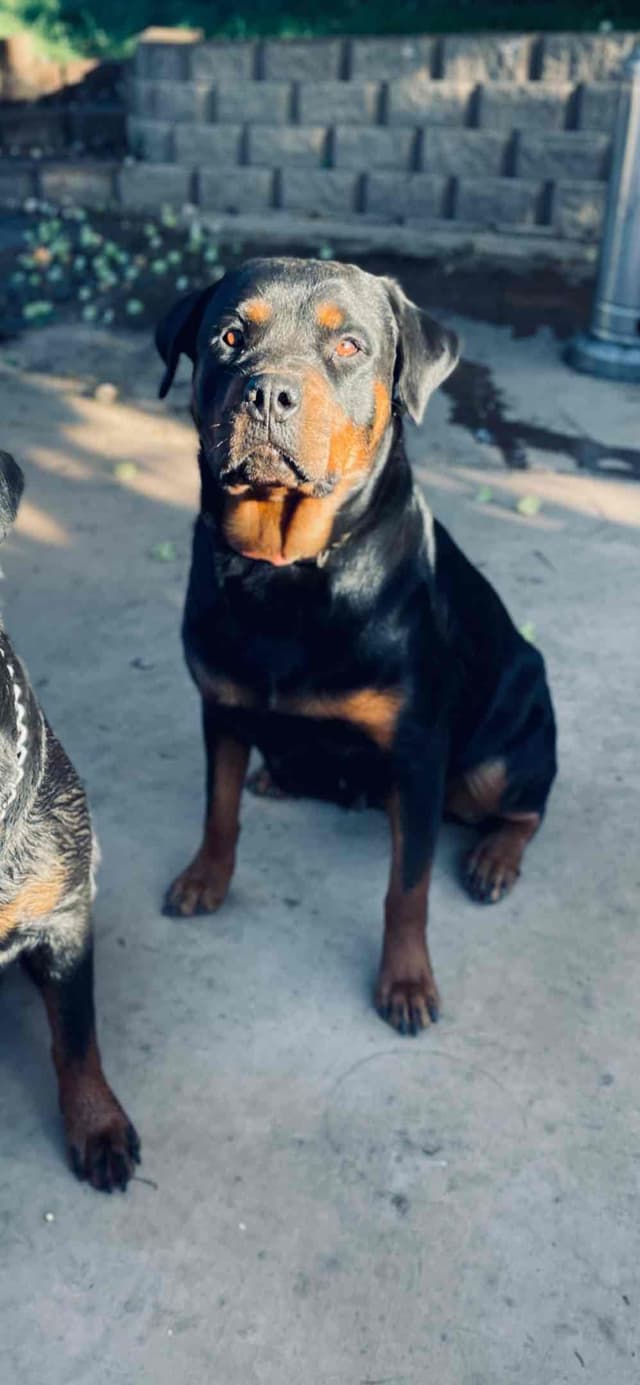 Rottweiler Puppies media 5