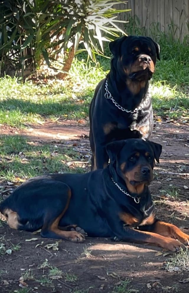 Rottweiler Puppies media 6