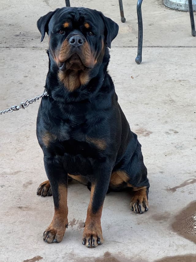Rottweiler Puppies media 7