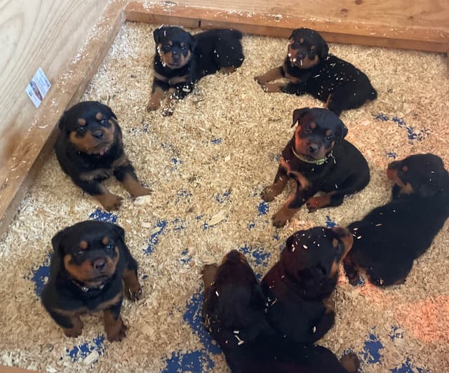 Rottweiler Puppies media 9