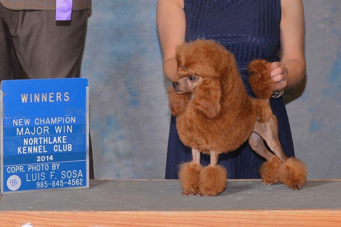 Poodle Puppies breeder image 1
