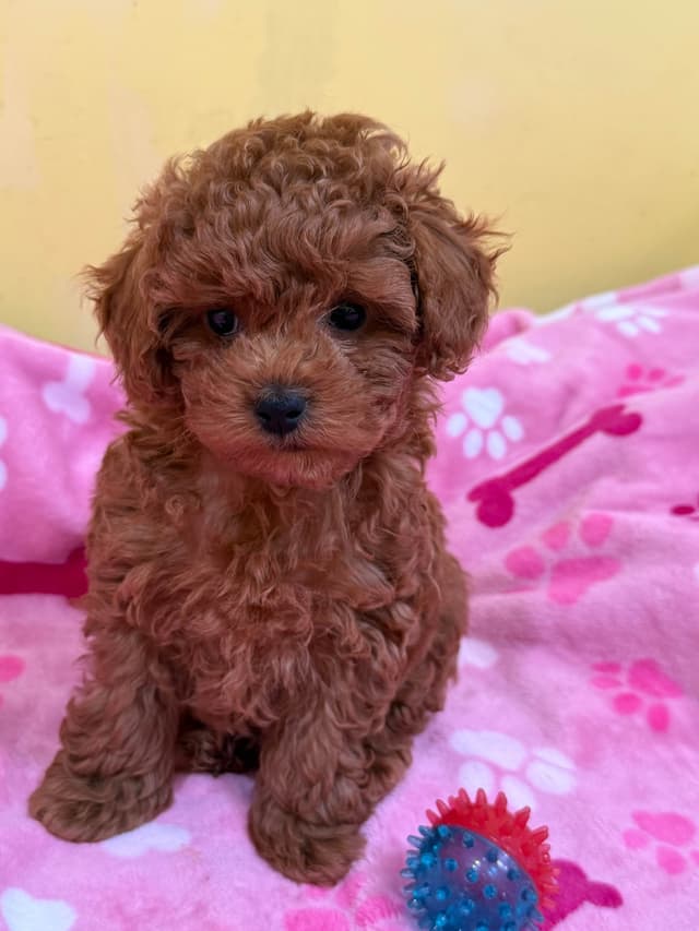Poodle Puppies media 2