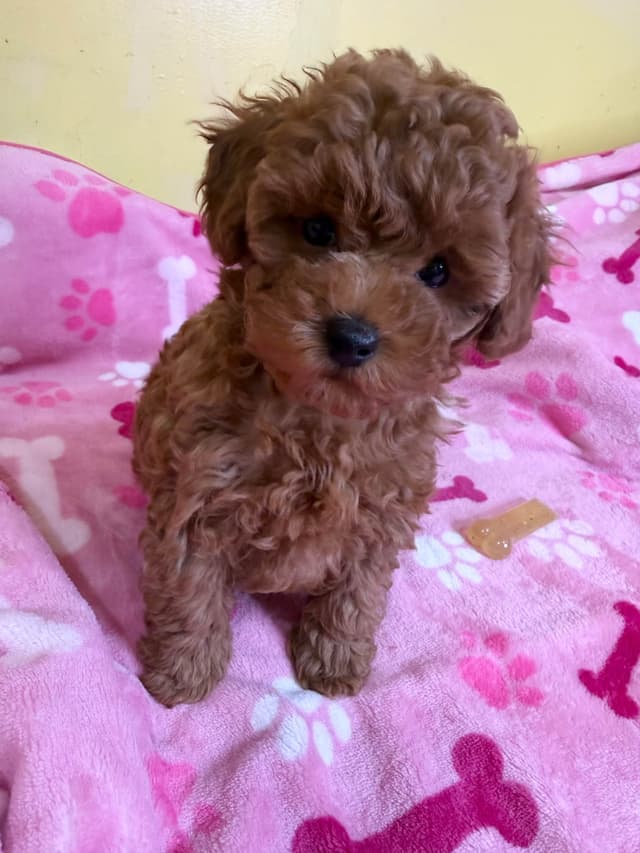 Poodle Puppies media 3