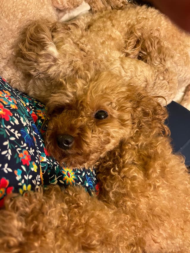 Poodle Puppies media 4