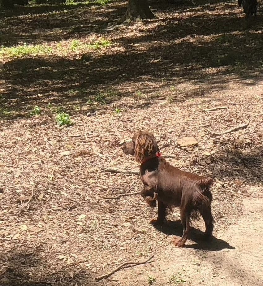 English Cocker Spaniel Puppies breeder image 1