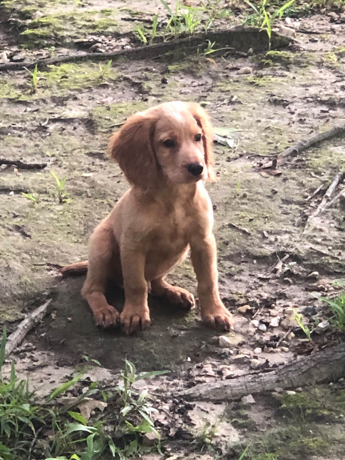 English Cocker Spaniel Puppies breeder image 3