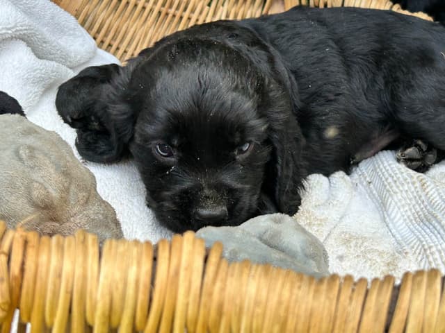 English Cocker Spaniel Puppies media 2
