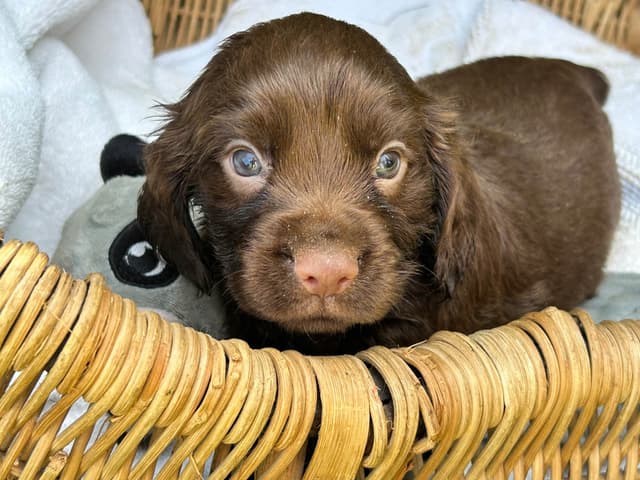 English Cocker Spaniel Puppies media 3