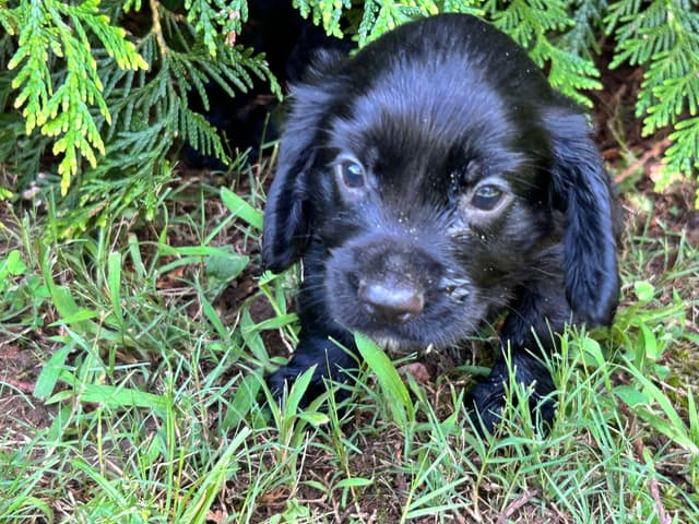 English Cocker Spaniel Puppies media 5