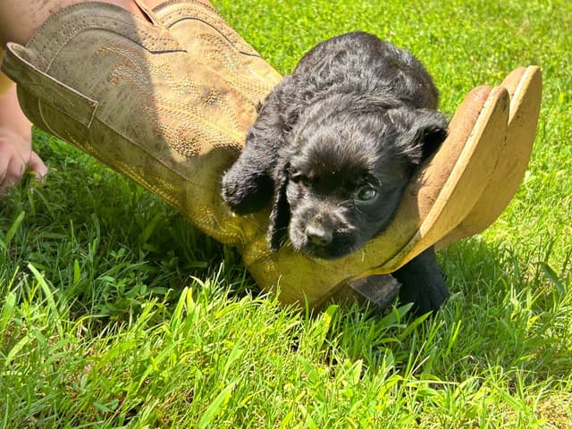 English Cocker Spaniel Puppies media 7