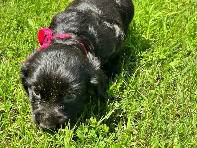 English Cocker Spaniel Puppies media 6