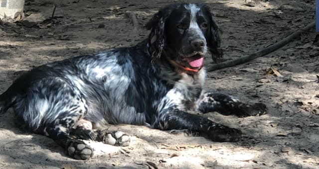 English Cocker Spaniel Puppies media 9