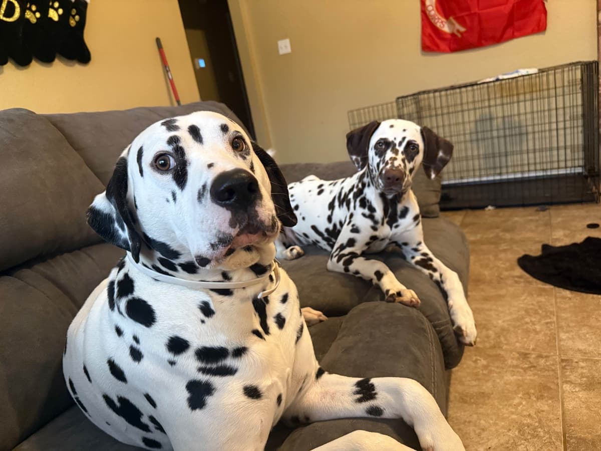Dalmatian Puppies breeder image 7