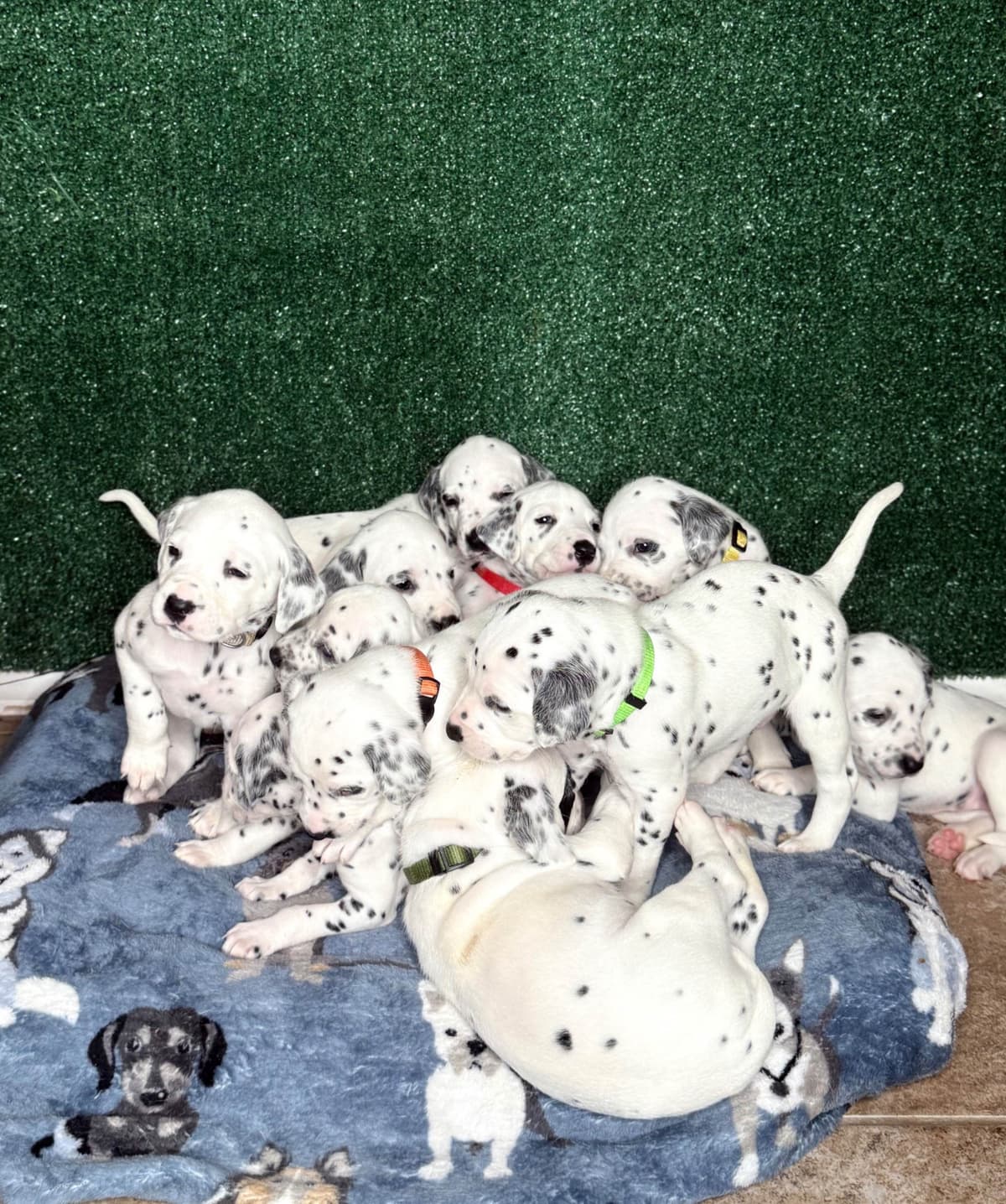 Dalmatian Puppies breeder image 6
