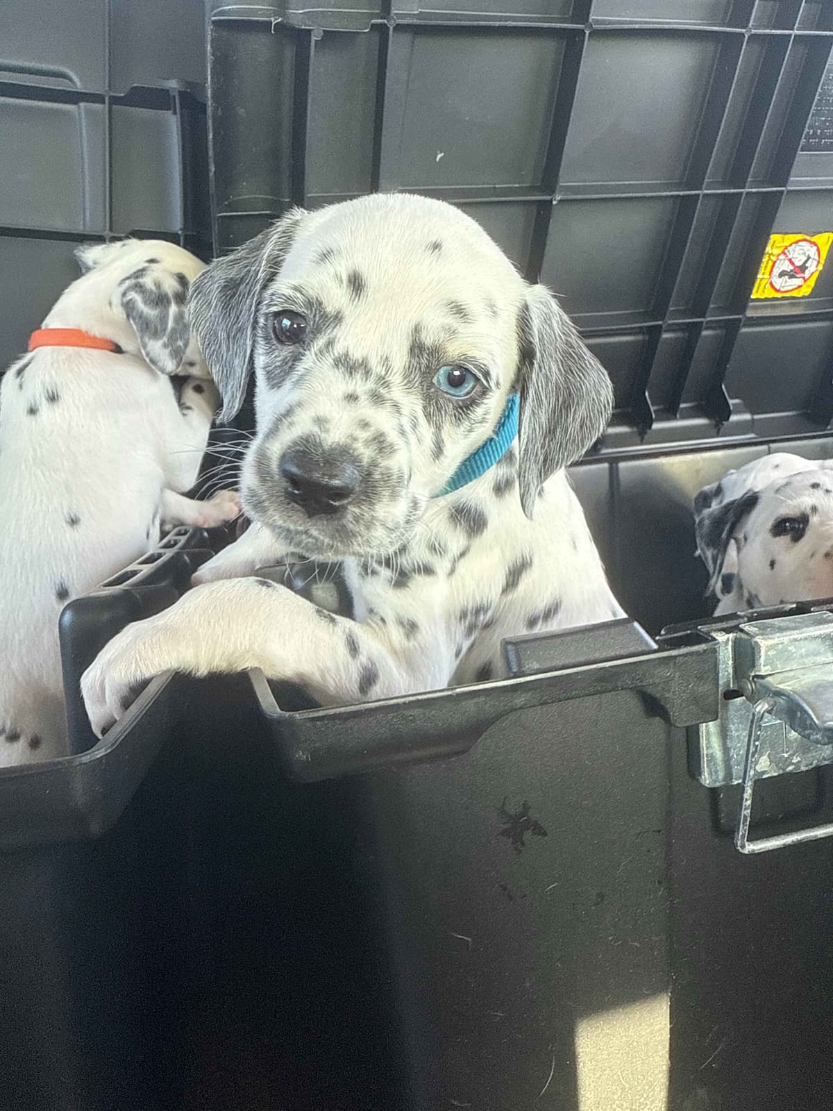 Dalmatian Puppies breeder image 1