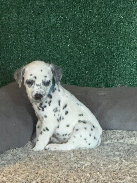 Dalmatian Puppies breeder image 4