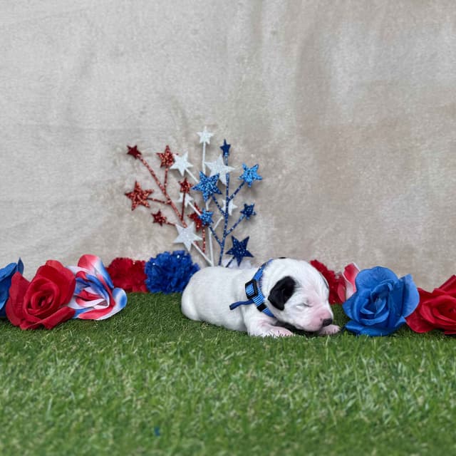 Dalmatian Puppies media 3