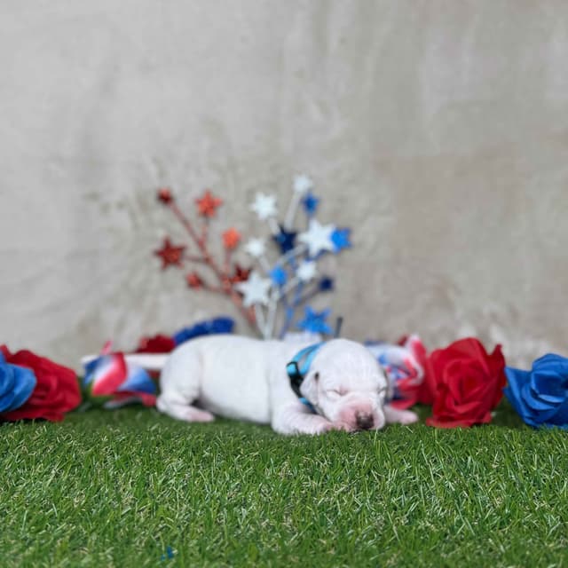 Dalmatian Puppies media 4