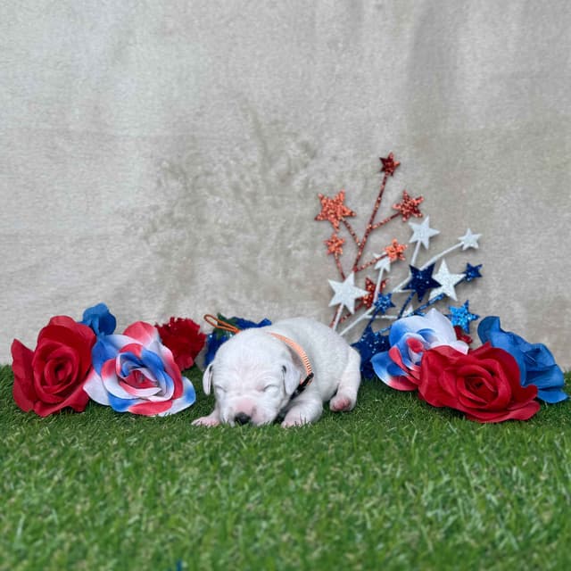 Dalmatian Puppies media 5