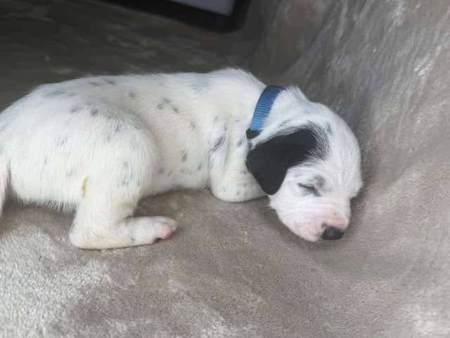 Dalmatian Puppies media 7