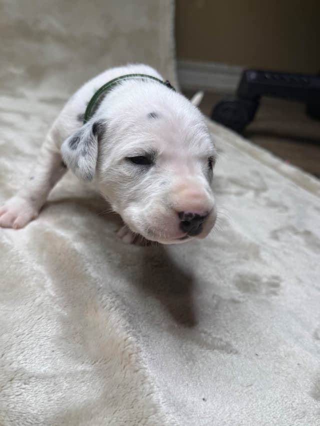 Dalmatian Puppies media 8