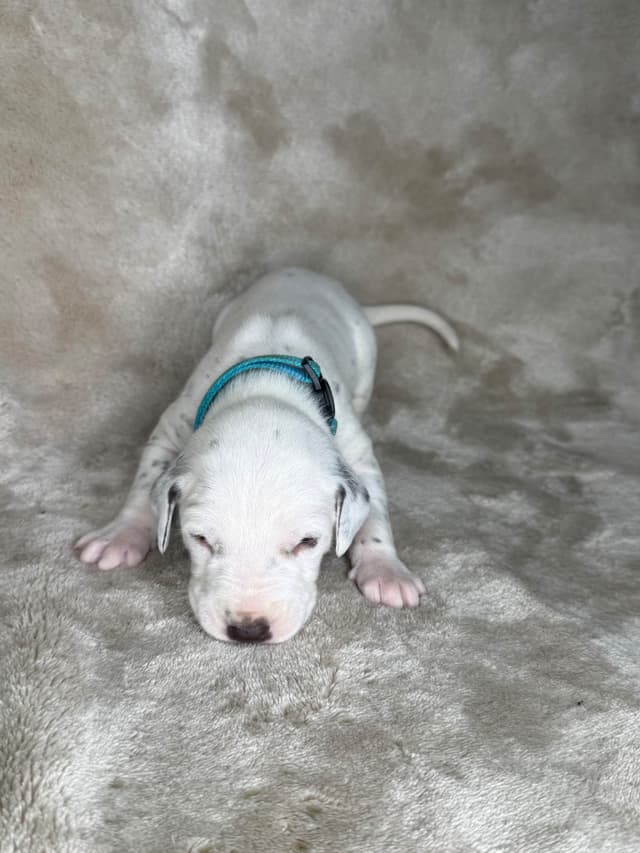 Dalmatian Puppies media 10