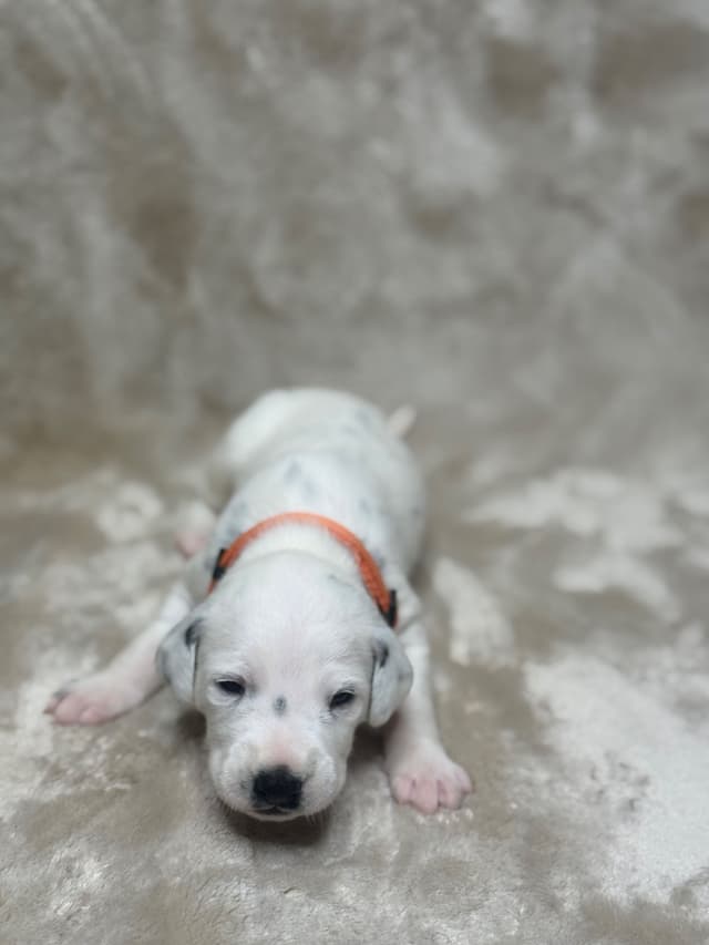 Dalmatian Puppies media 11