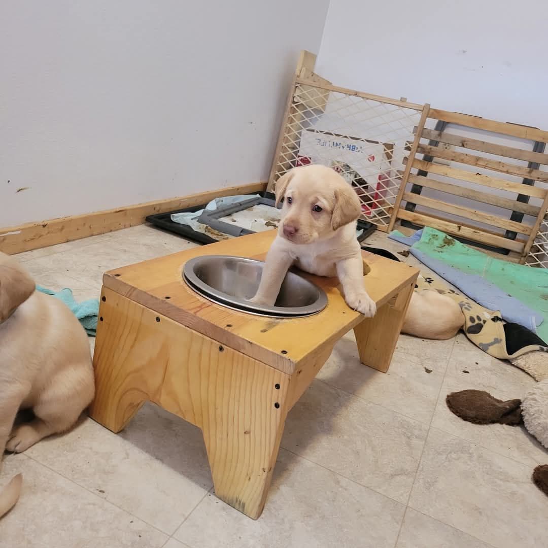 Pointing Labs breeder image 1