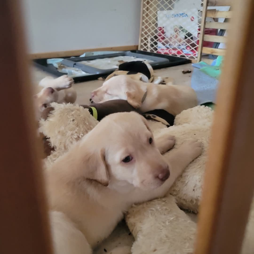 Pointing Labs breeder image 5