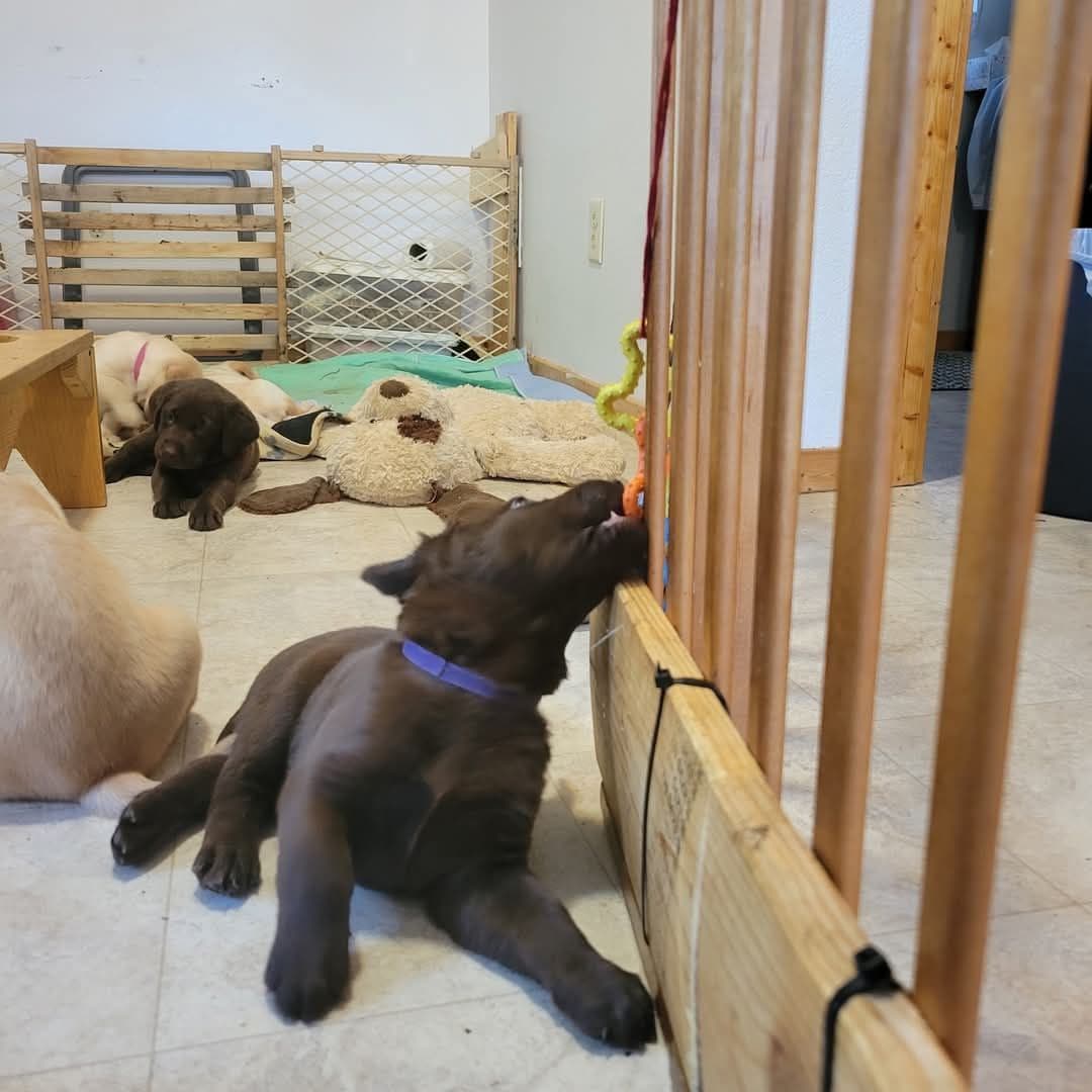 Pointing Labs breeder image 4