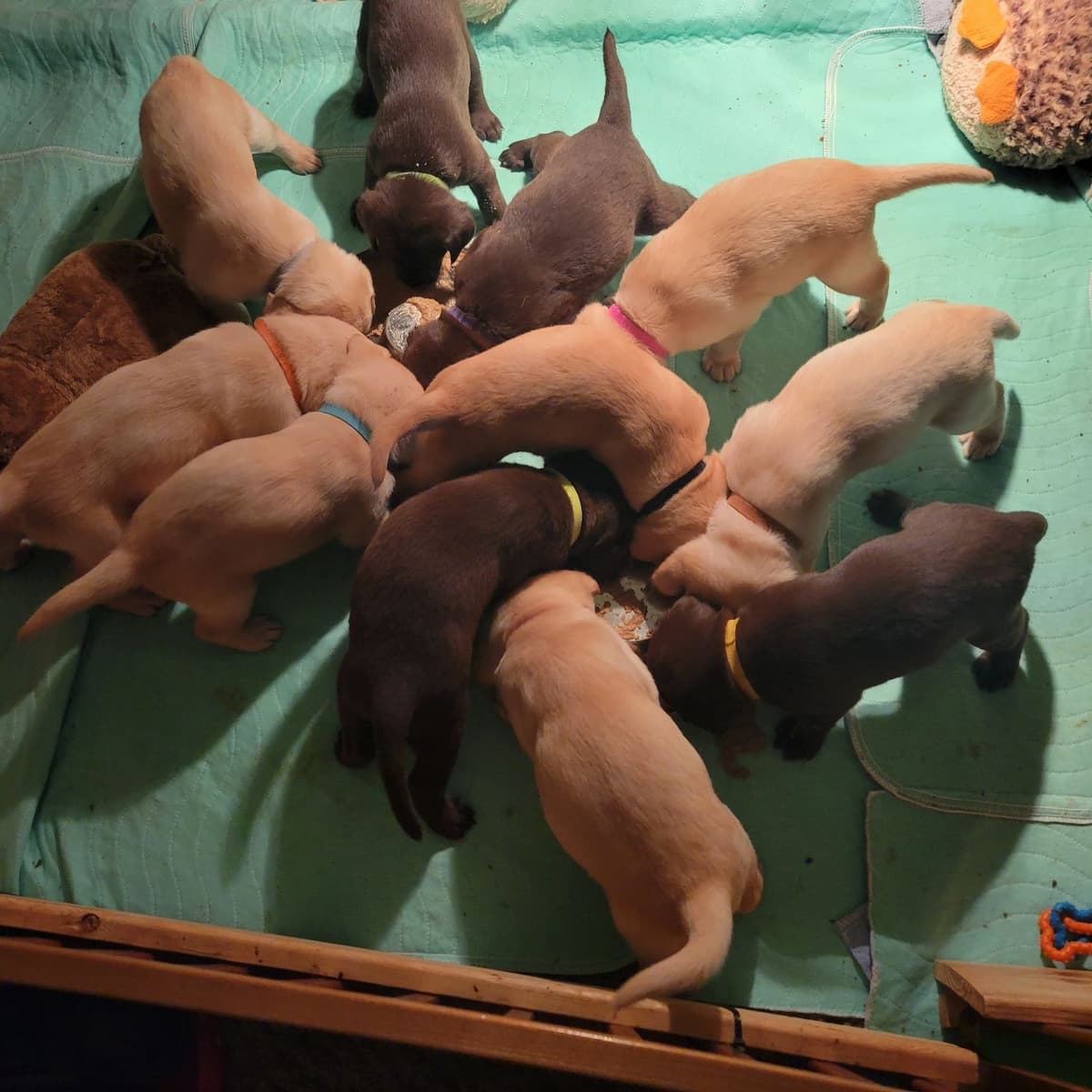 Pointing Labs breeder image 6