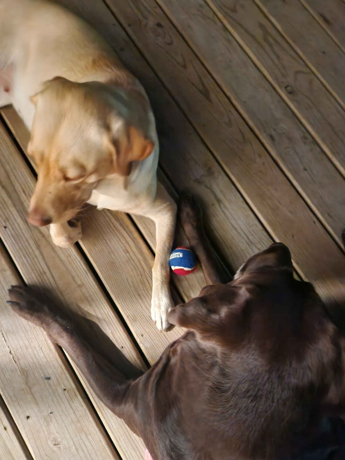 Pointing Labs breeder image 9