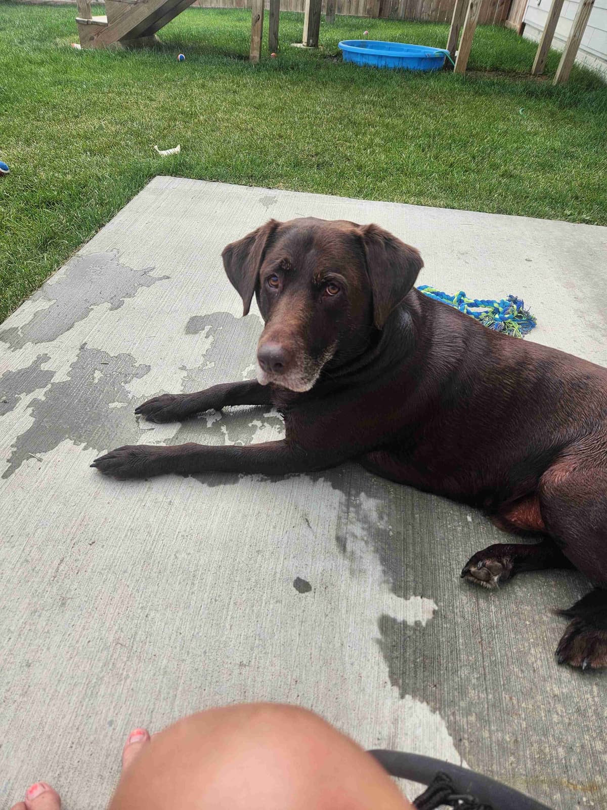 Pointing Labs breeder image 13