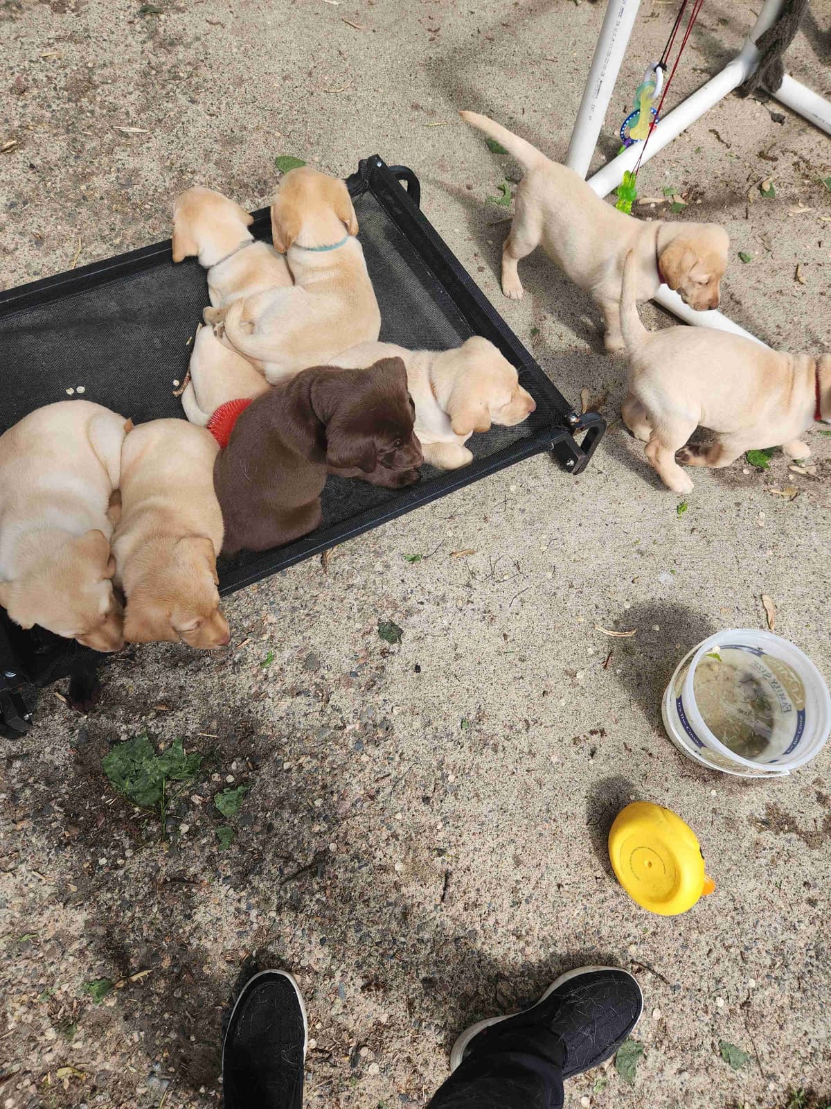 Pointing Labs breeder image 14