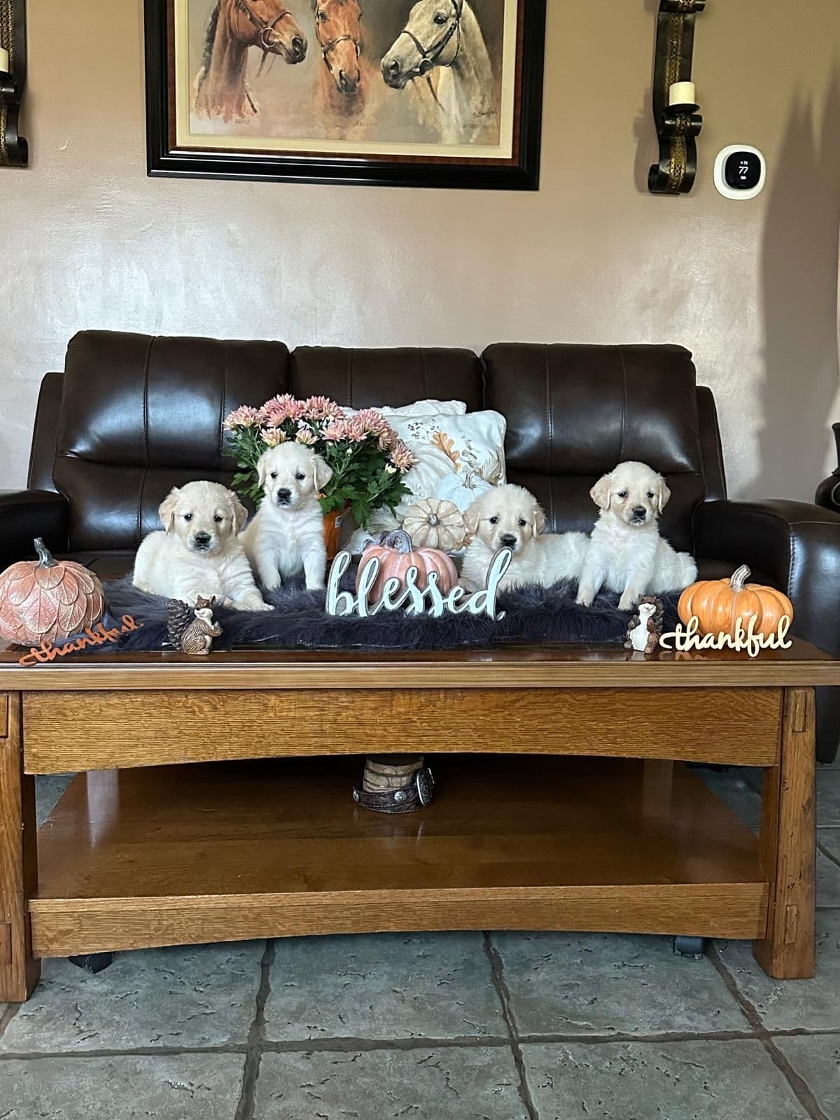 Golden Retriever Puppies breeder image 1