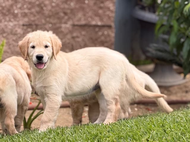 Golden Retriever Puppies media 2