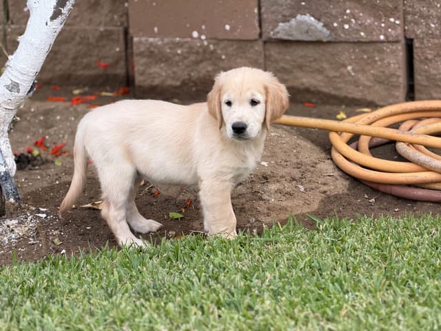 Golden Retriever Puppies media 3
