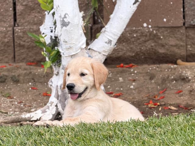 Golden Retriever Puppies media 5