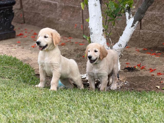 Golden Retriever Puppies media 7