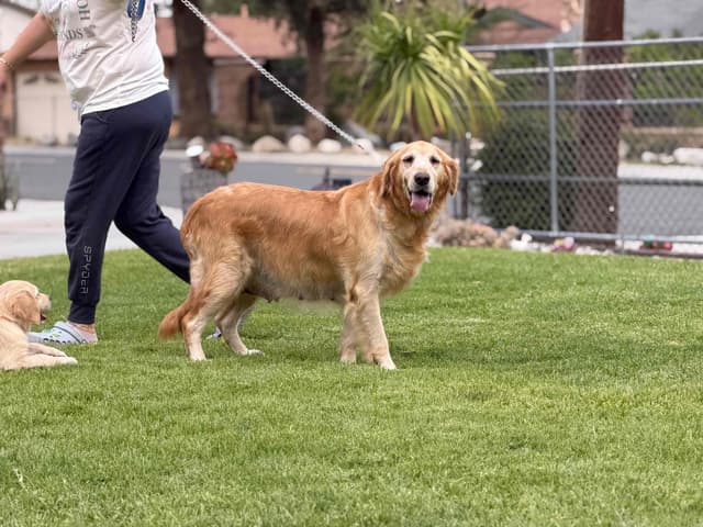 Golden Retriever Puppies media 9