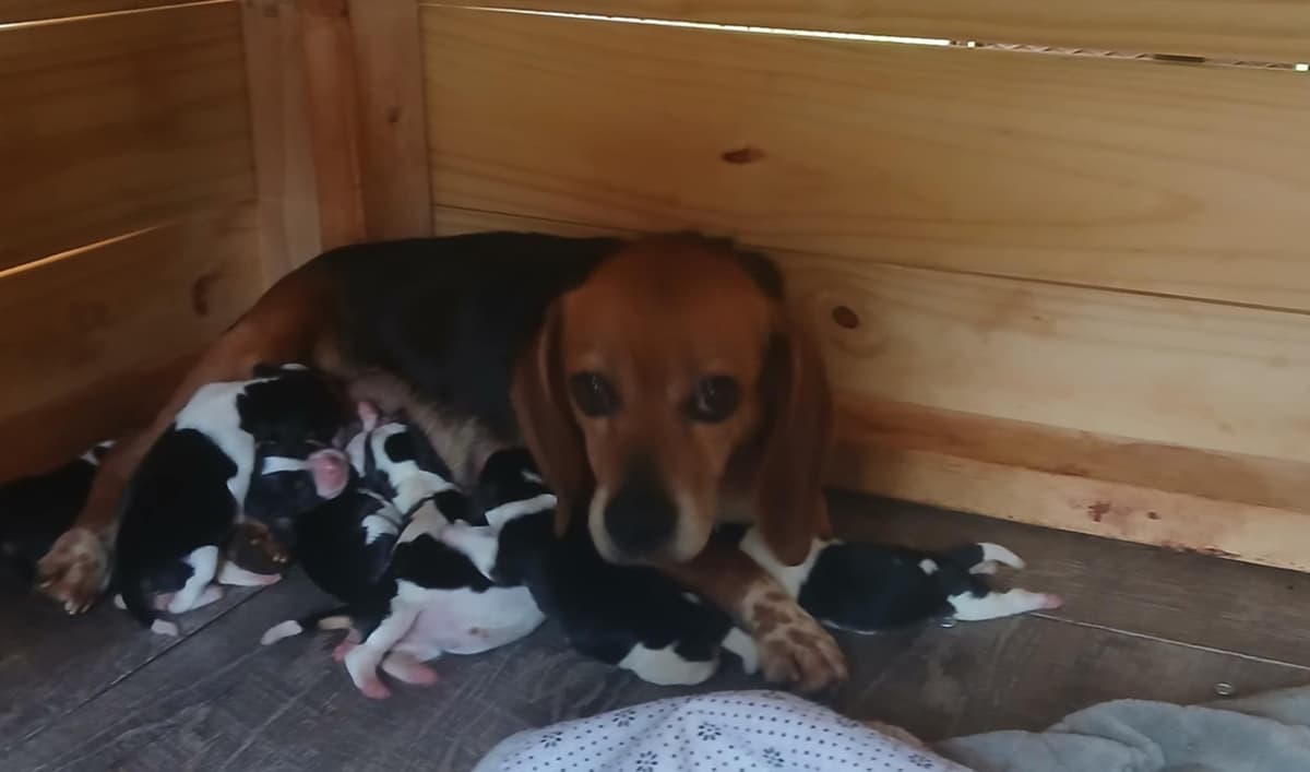 Halo's Easter Beagles breeder image 1
