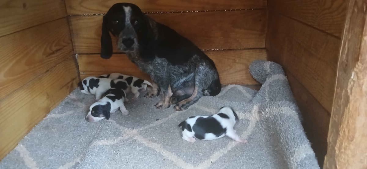 Halo's Easter Beagles breeder image 3